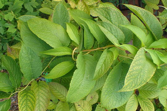 Image of Tripterygium wilfordii Hook. fil.