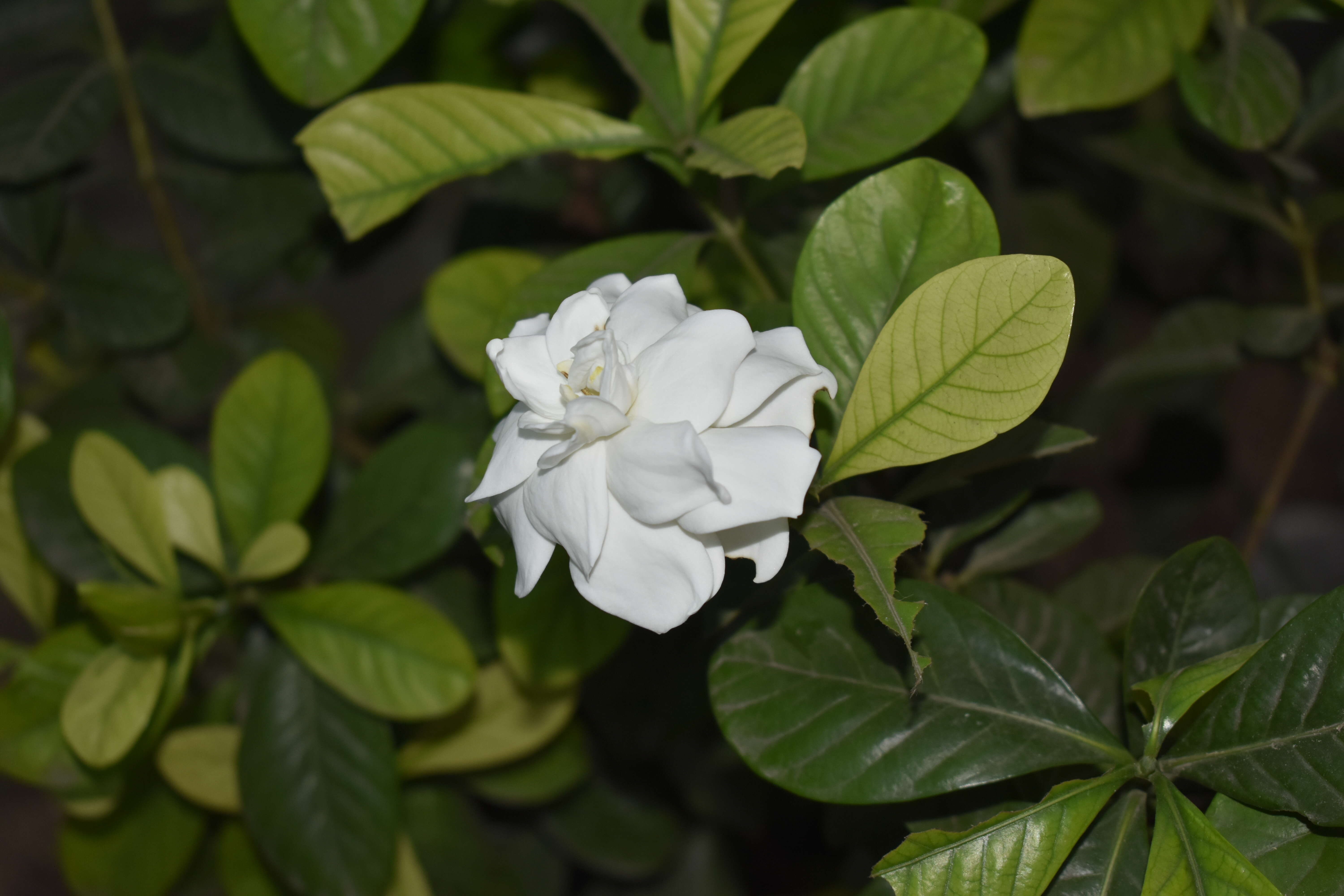 Image de Gardenia jasminoides J. Ellis