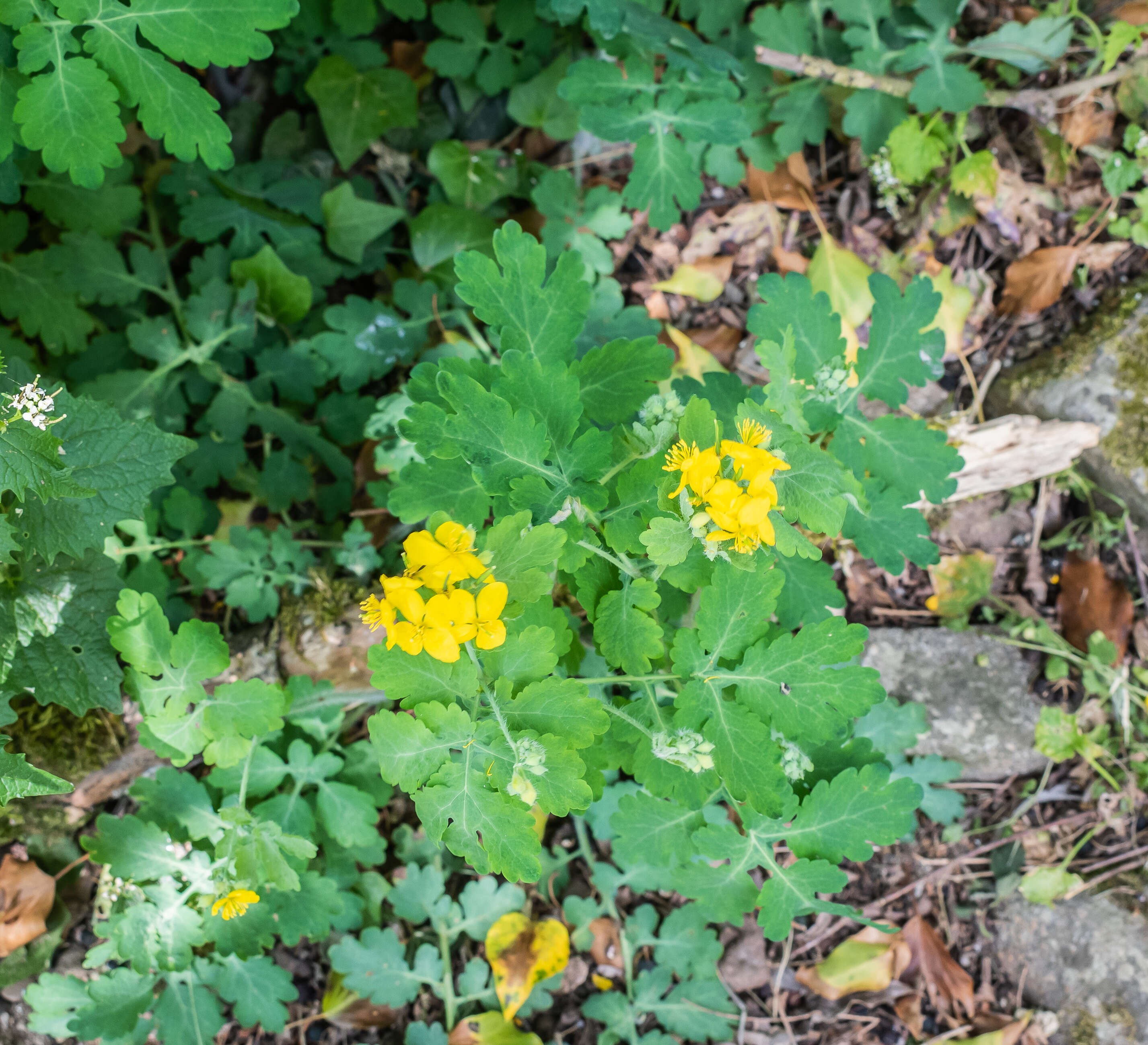 Image of celandine