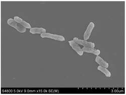 Image of Gammaproteobacteria