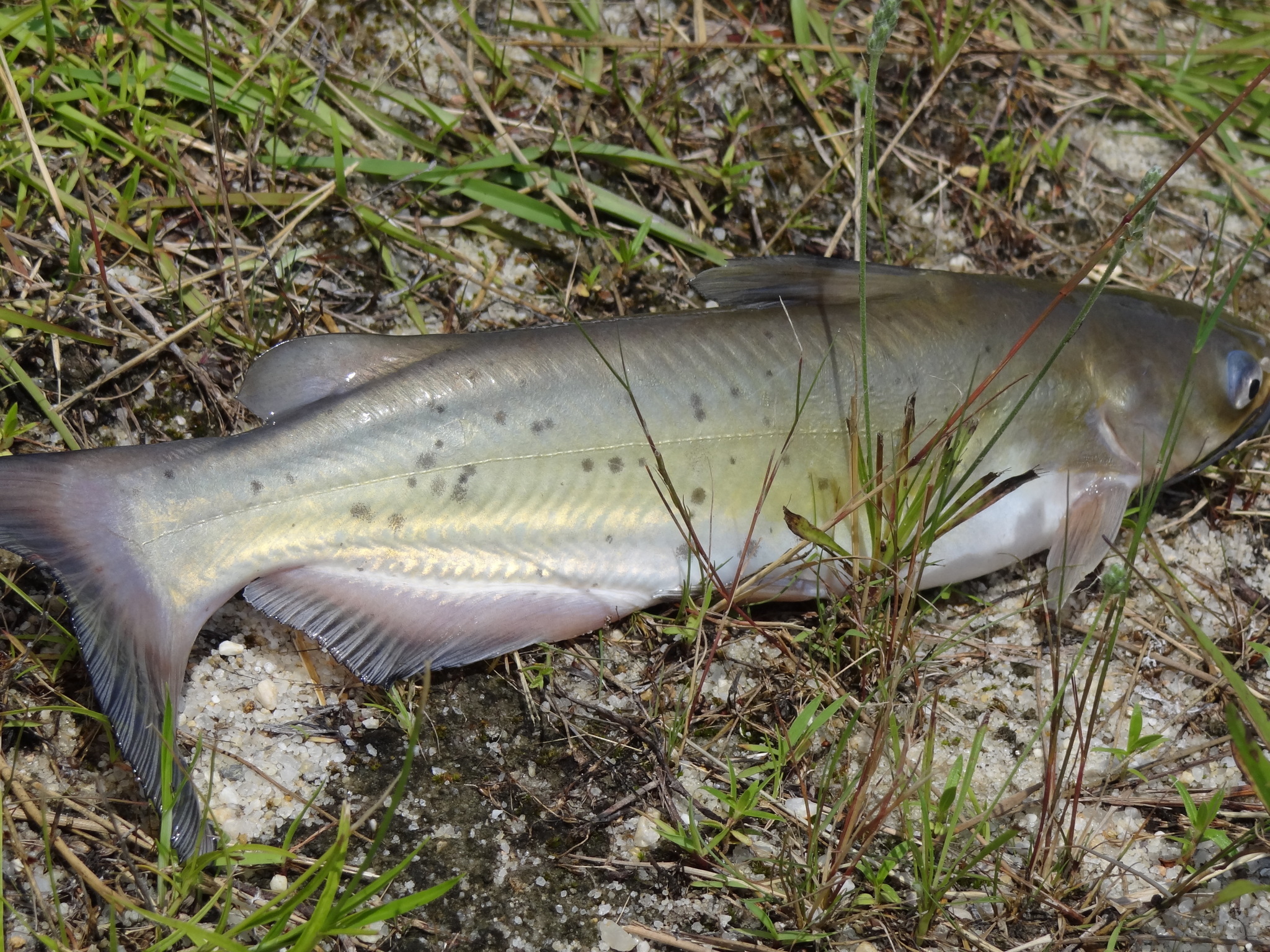 channel catfish media Encyclopedia of Life