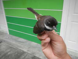 Image of Philippine Pied Fantail