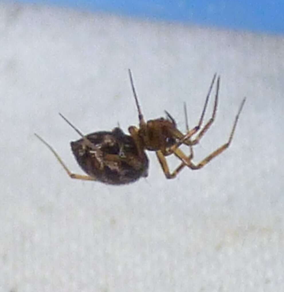 Image of Triangulate cobweb spider