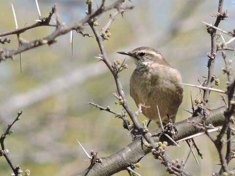 Image of Bar-winged cinclodes