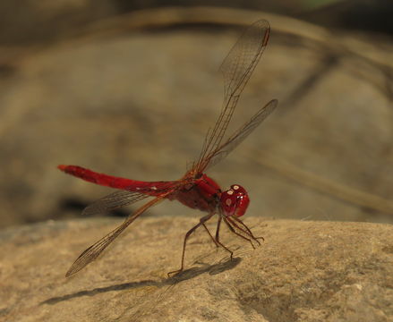 18.https www inaturalist org photos 3602241.580x360