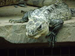 Image of Baker's Spinytail Iguana