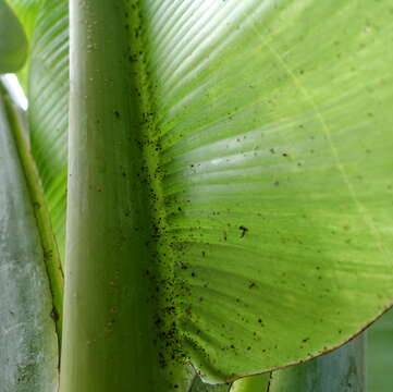 Image of Banana aphid