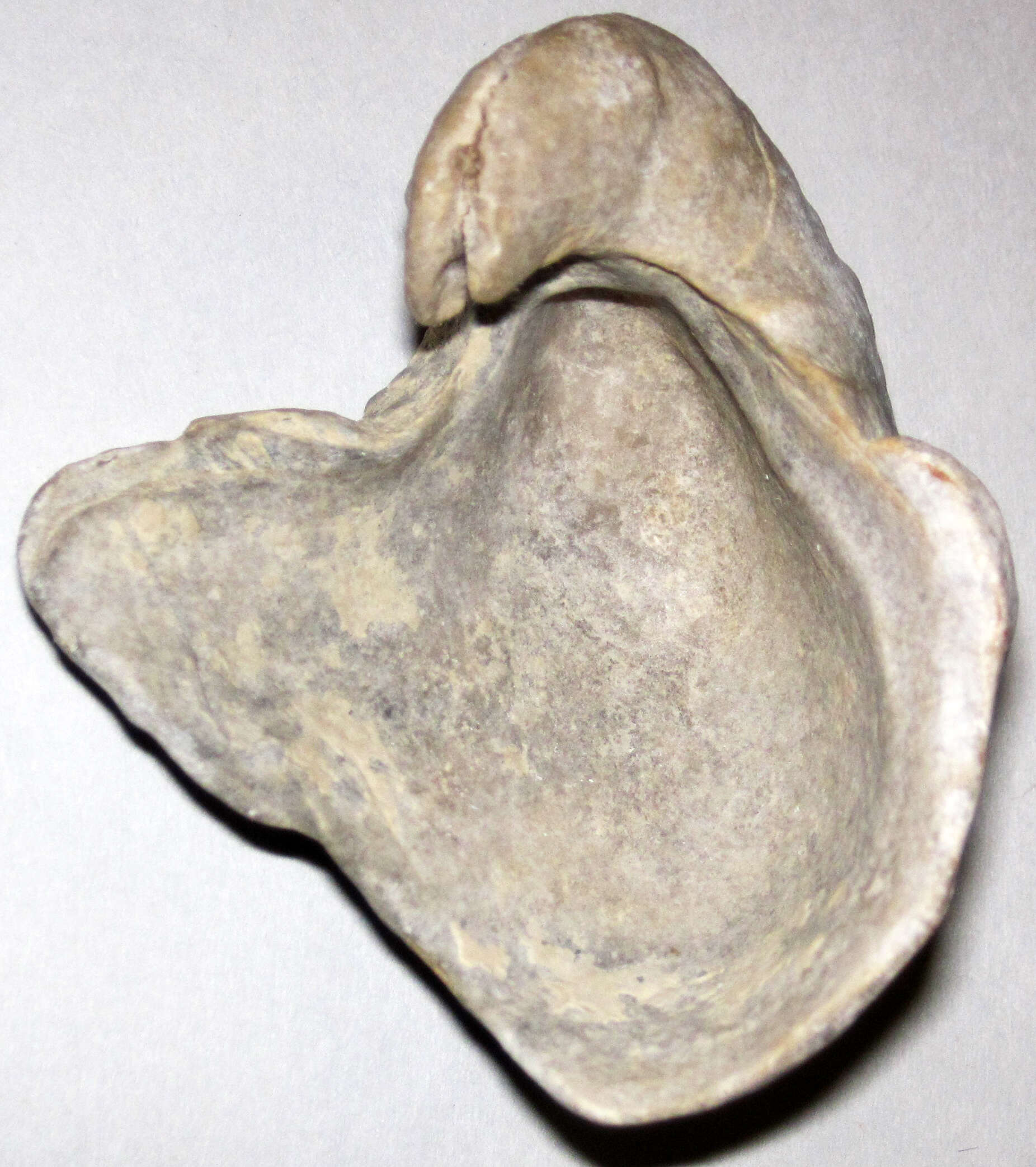 Image of Texigryphaea