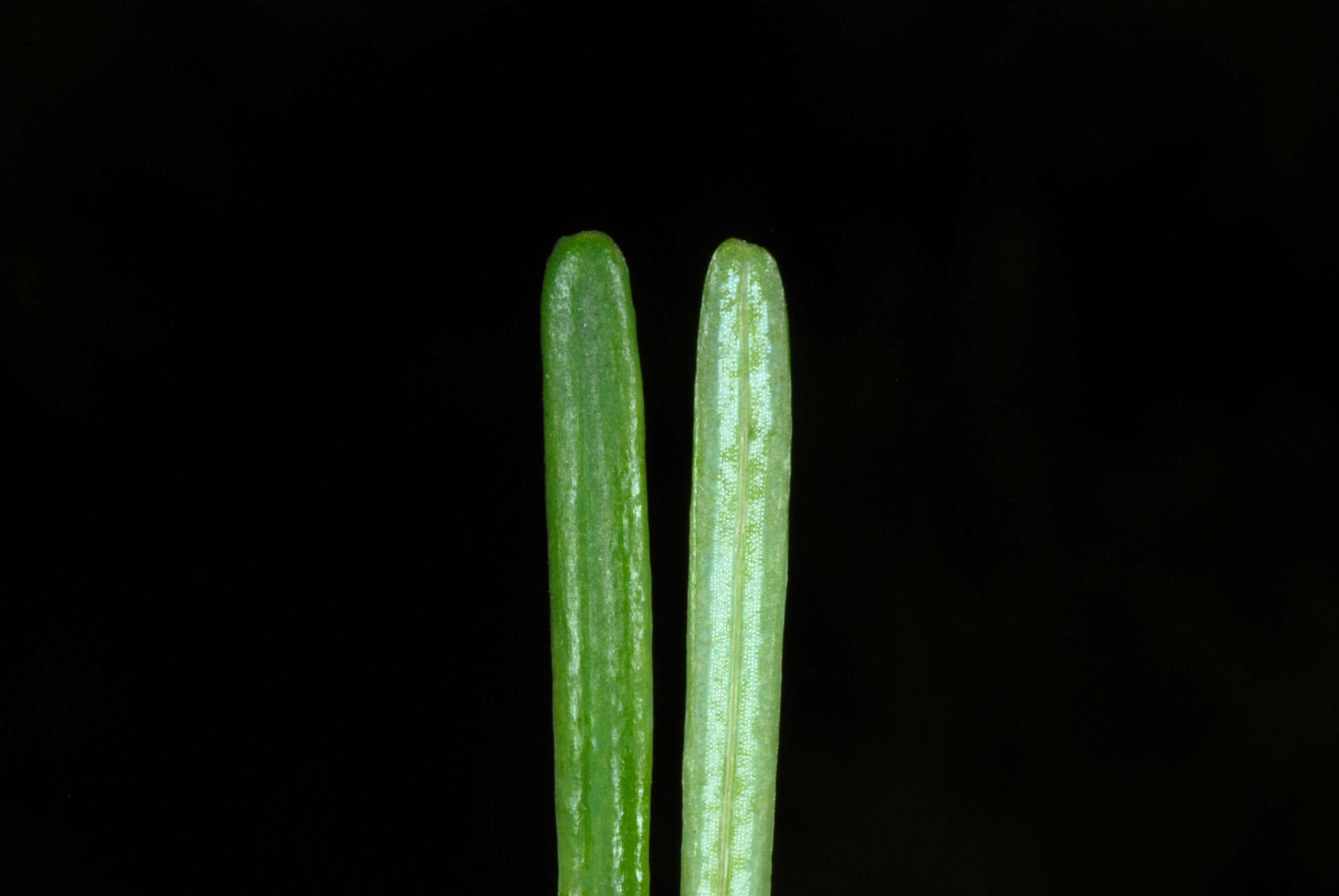 Image of Carolina Hemlock