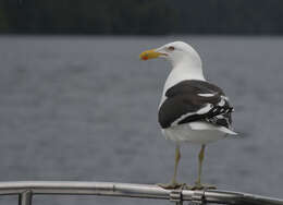 Image of Kelp Gull