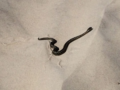 Image of <i>Vipera <i>berus</i></i> berus
