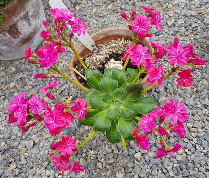 Image of Siskiyou lewisia