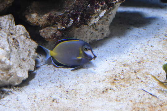 Image of Japan surgeonfish