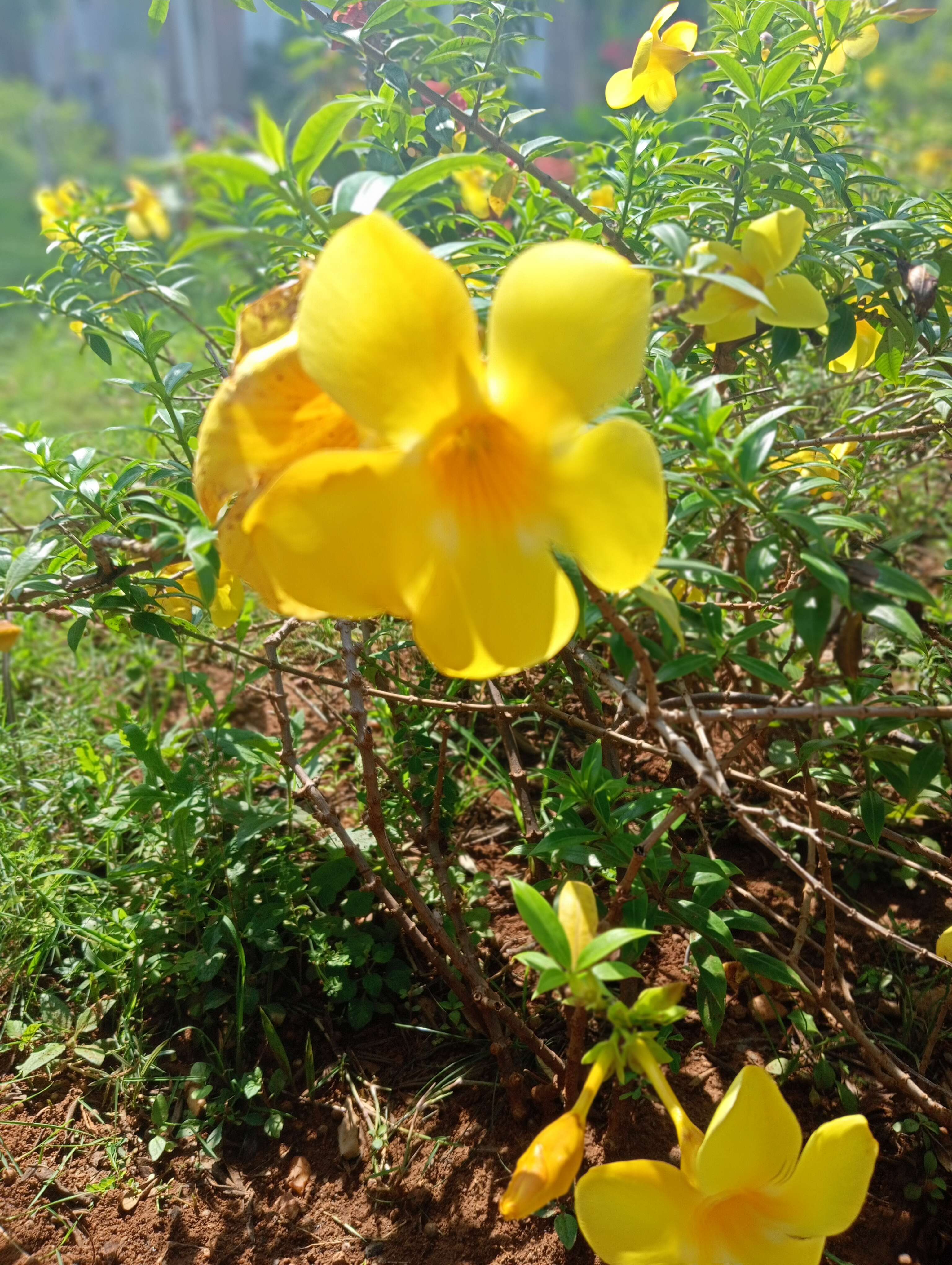 Image of golden trumpet