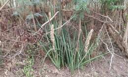 Image of African bowstring hemp