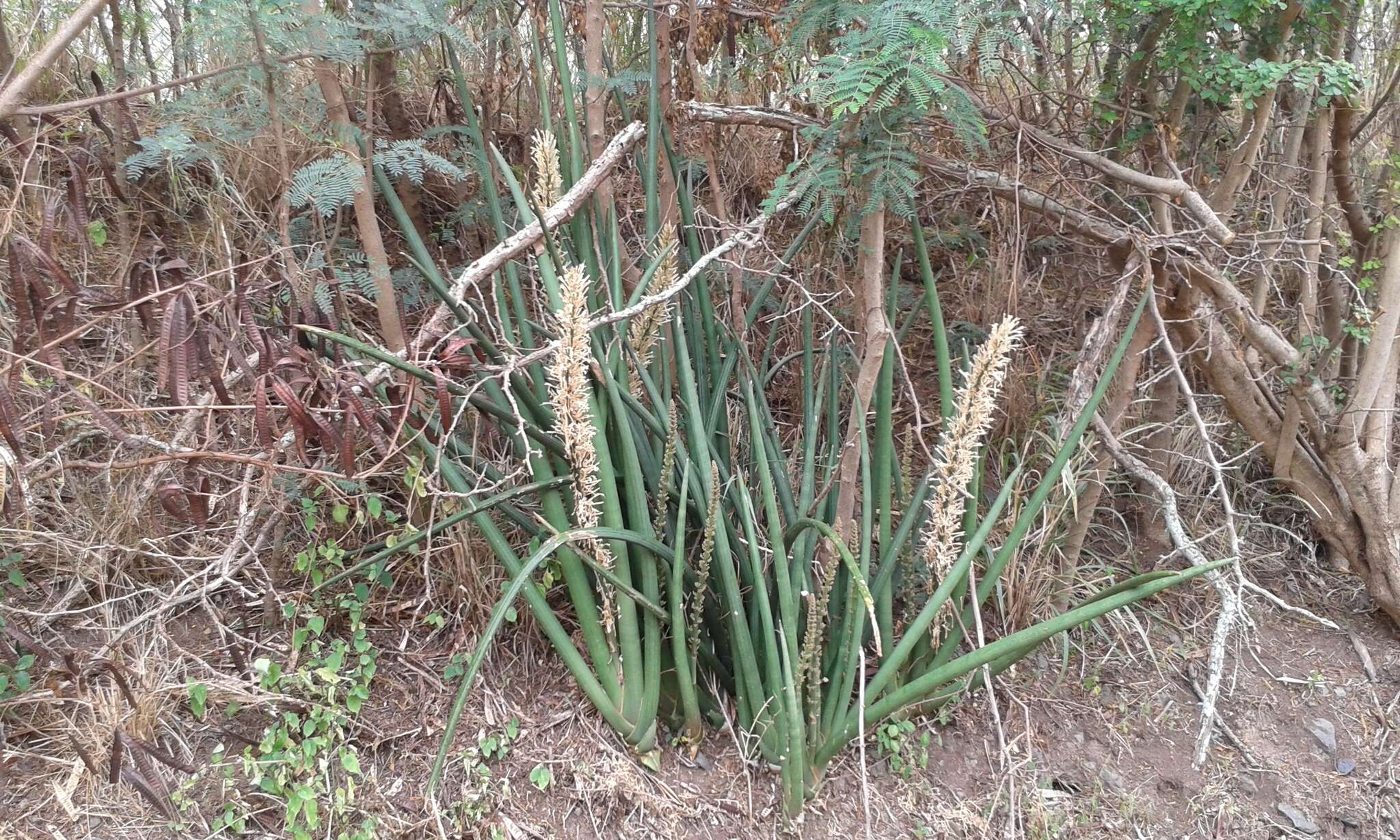 Image of African bowstring hemp