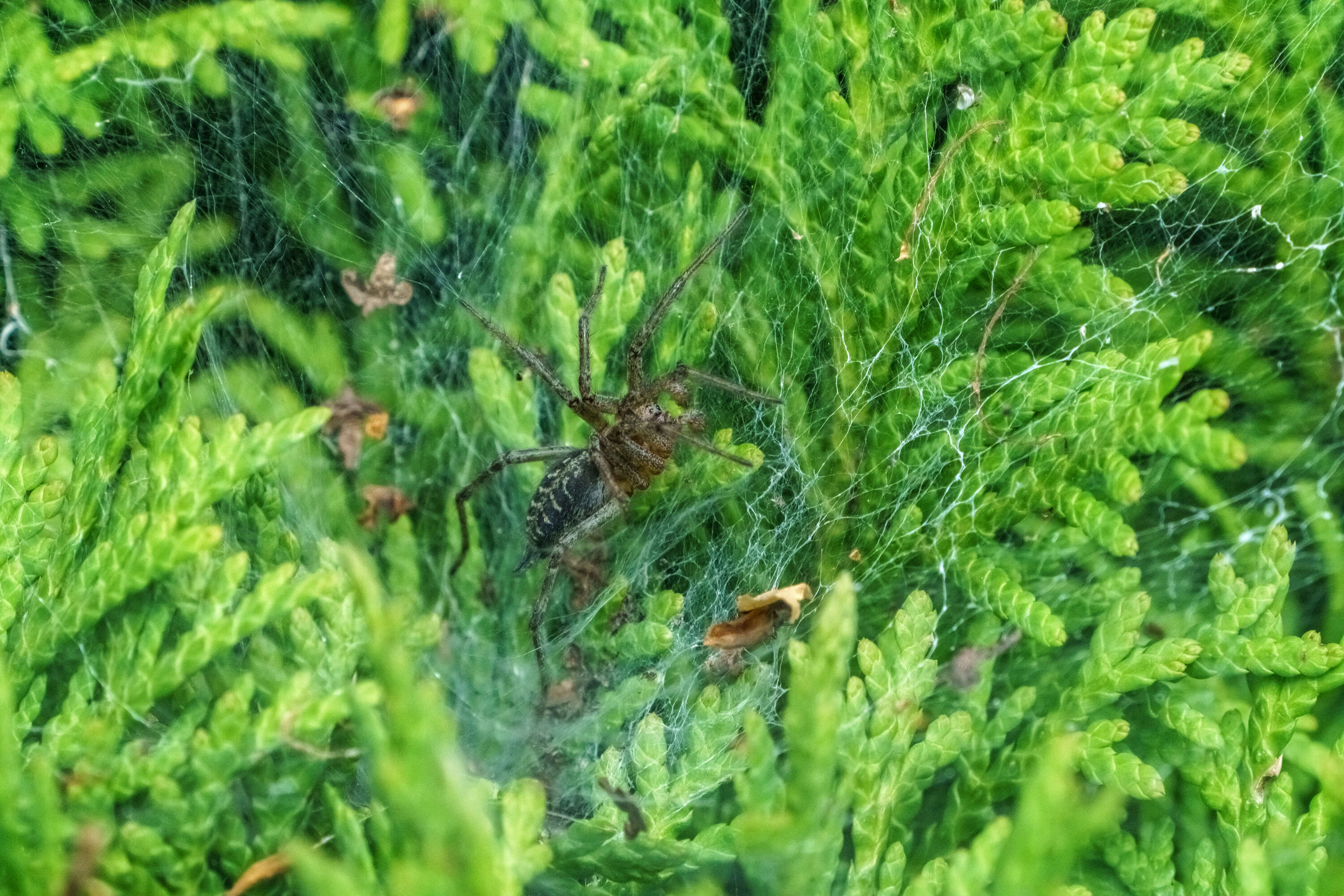 Image of Agelena labyrinthica (Clerck 1757)