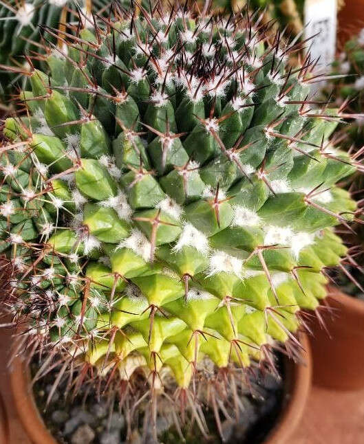 Image of Mammillaria carnea Zucc. ex Pfeiff.