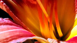 Image of Daylily