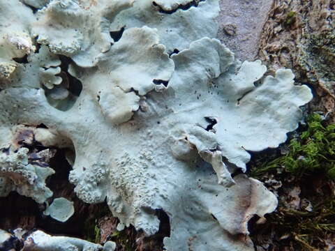 Image of Common greenshield lichen