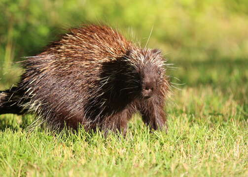 Image of Erethizon dorsata