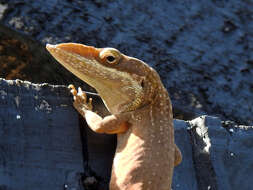 Image of Allison's Anole