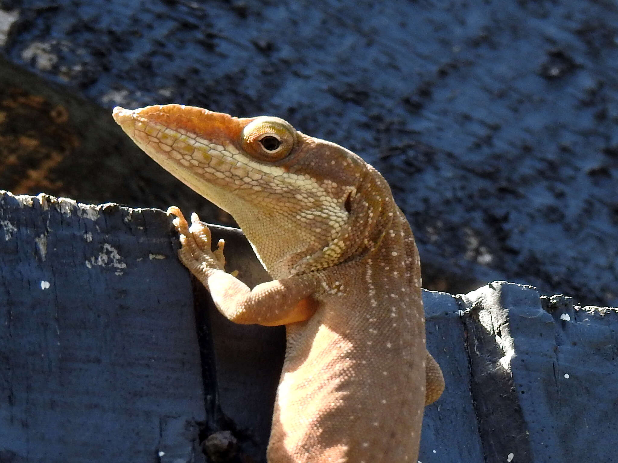 Image of Allison's Anole