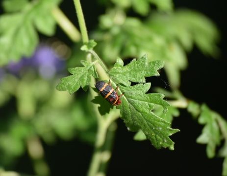 18.https www inaturalist org photos 3609410.580x360