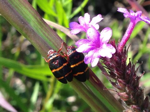 18.https www inaturalist org photos 3610067.580x360