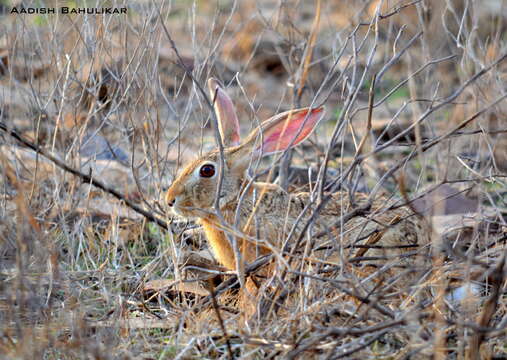 Imagem de Lepus nigricollis F. Cuvier 1823