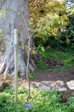 Image of Cinnamomum tenuifolium J. Sugimoto