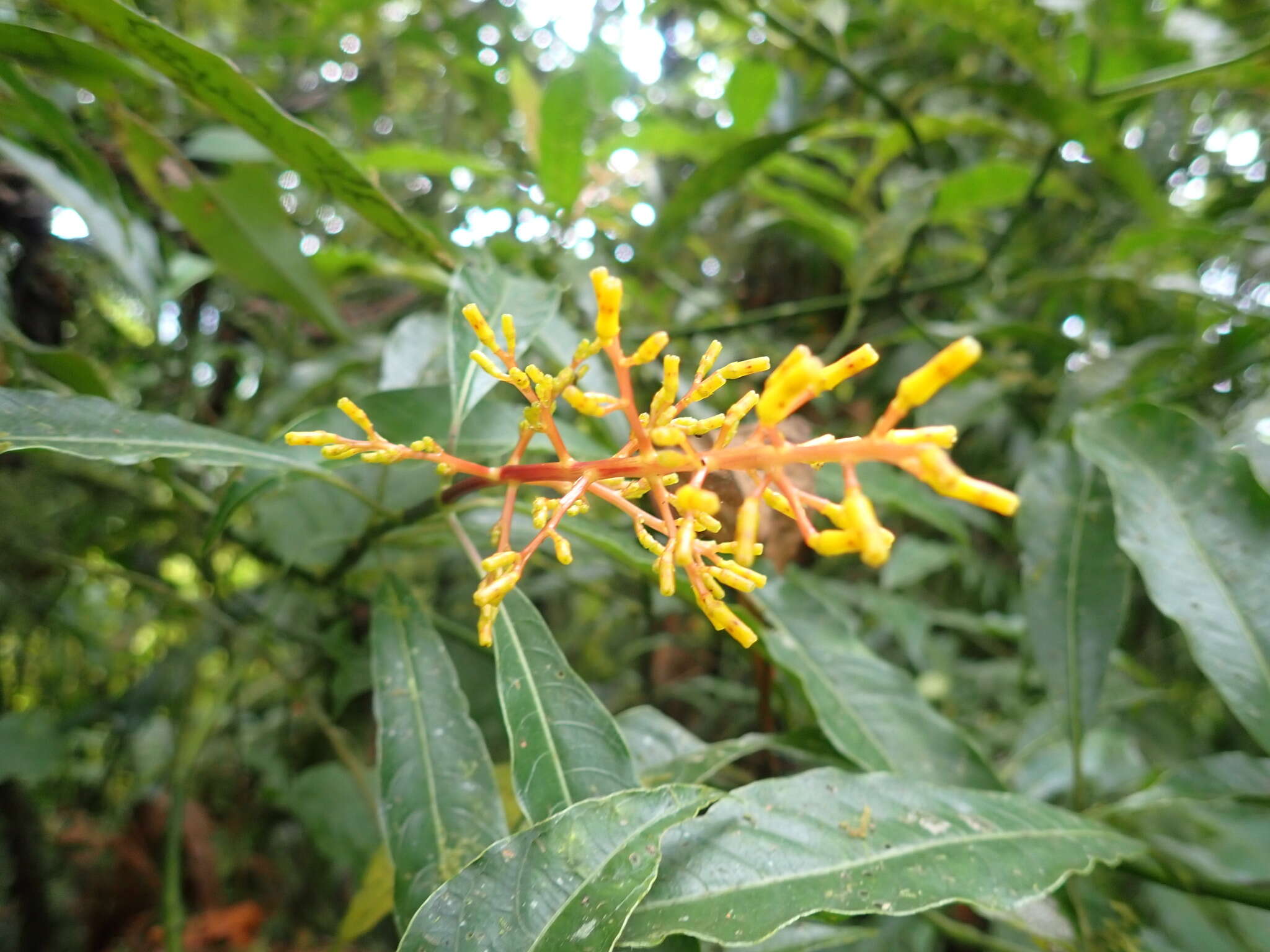 Image de Palicourea padifolia (Willd. ex Schult.) C. M. Taylor & Lorence