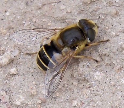 Image of Eristalis hirta Loew 1866
