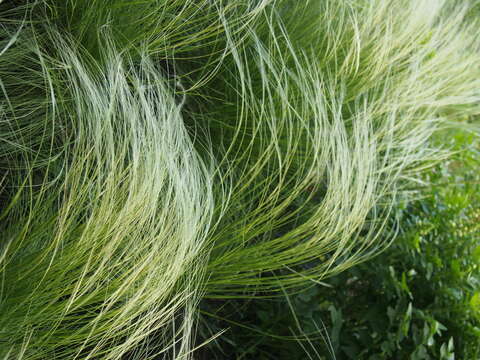 Image of Needle Grass