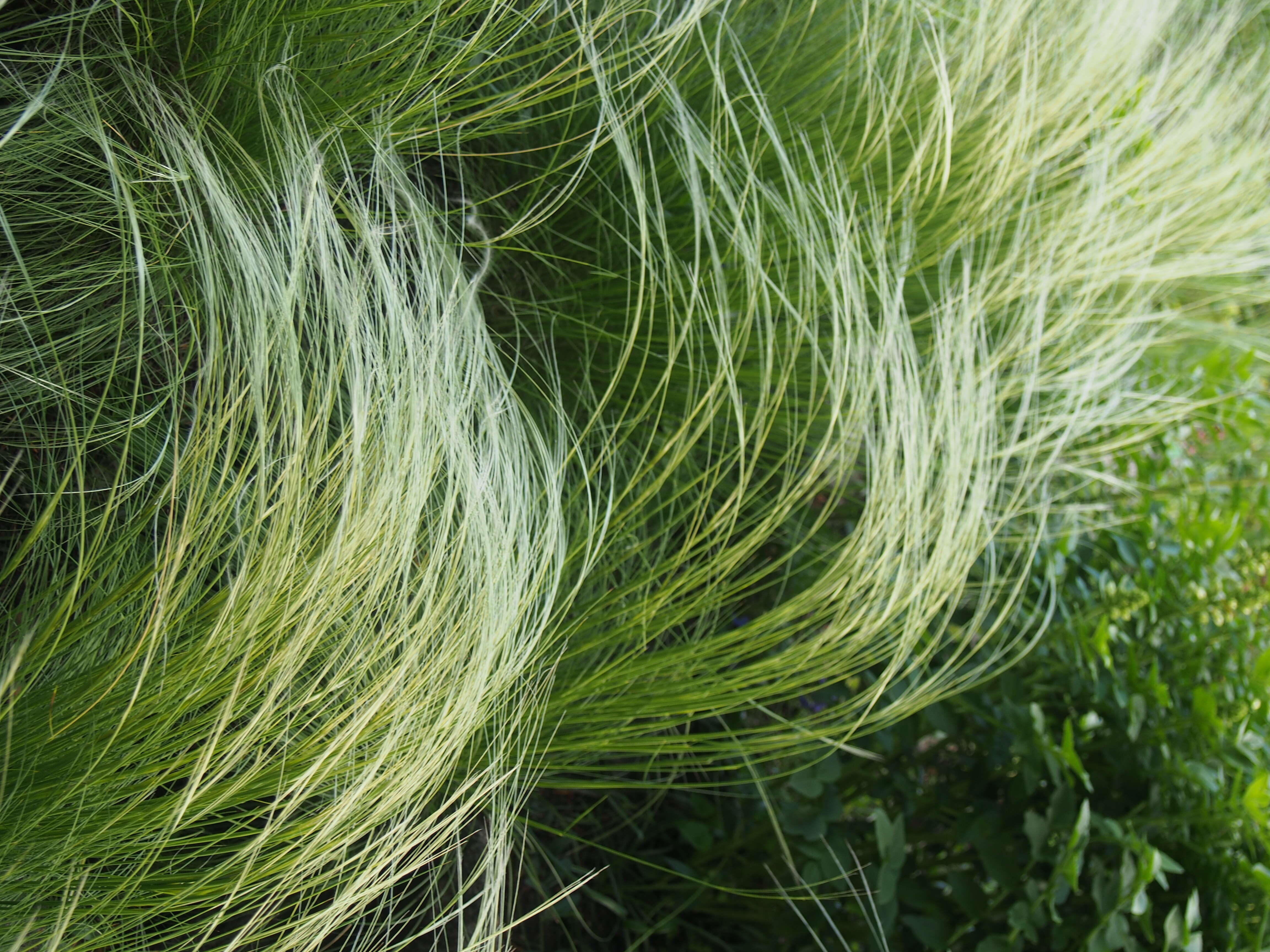 Plancia ëd Stipa lessingiana Trin. & Rupr.