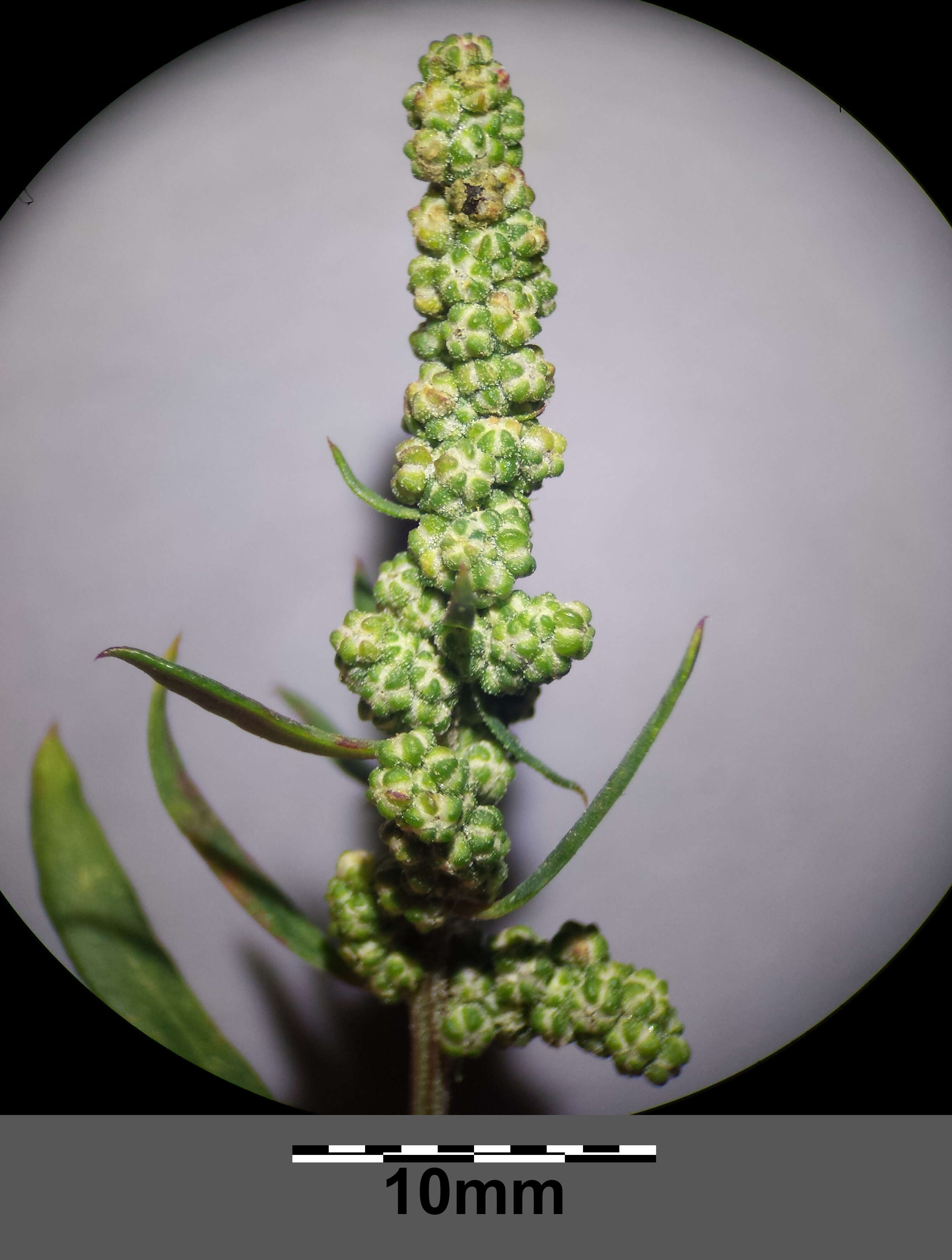 Plancia ëd Chenopodium strictum Roth