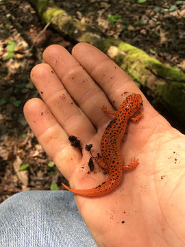 Image of <i>Pseudotriton ruber schencki</i>