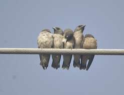 Image of Ashy Wood Swallow