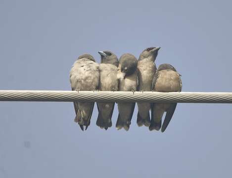 Image of Ashy Wood Swallow