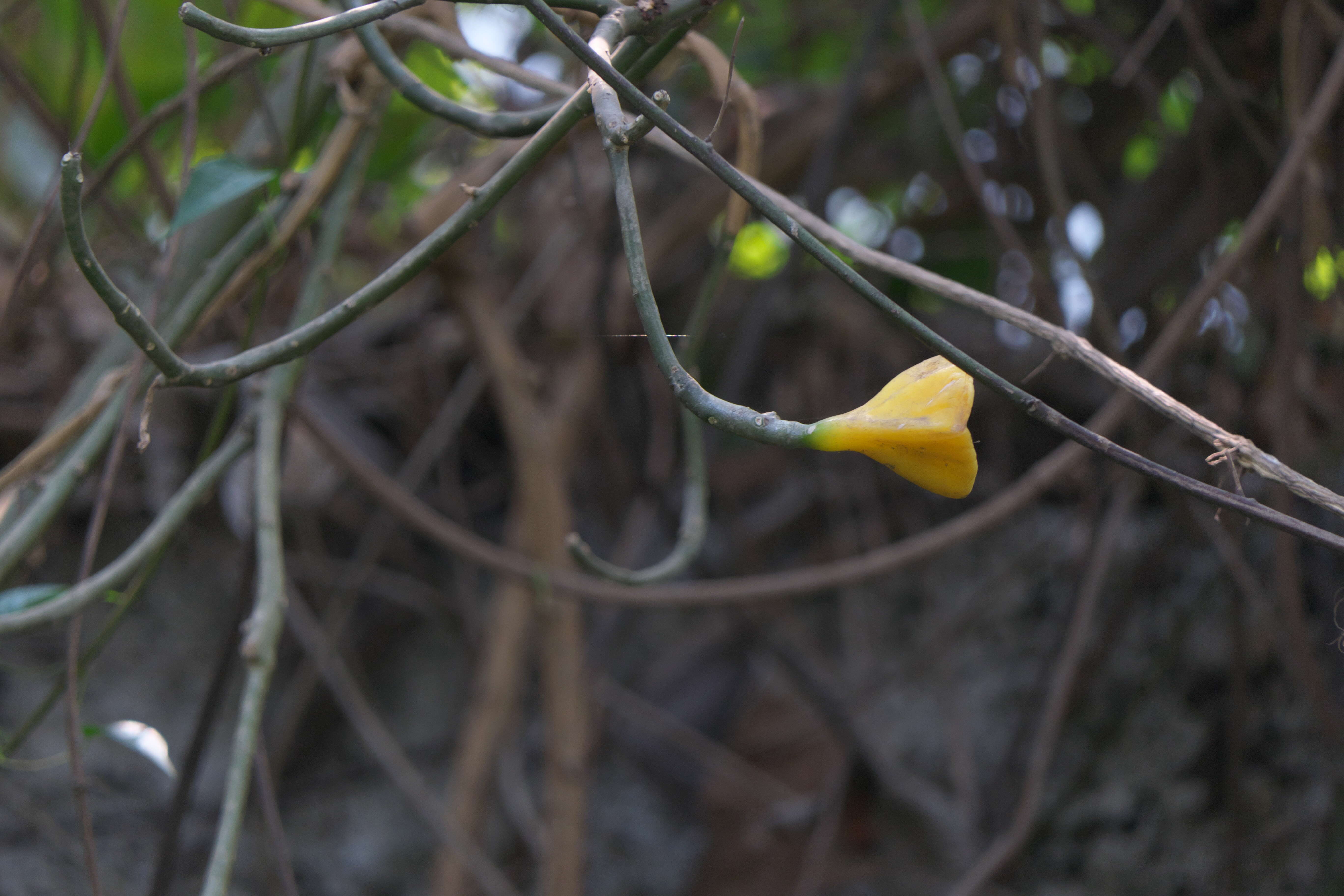 صورة Pereskia grandifolia Haw.