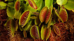 Image de Dionaea