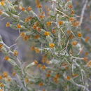 Image of <i>Tetradymia axillaris</i>