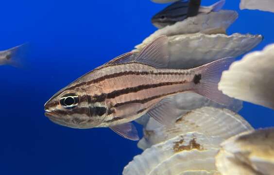 Image of Doederlein&#39;s Cardinalfish