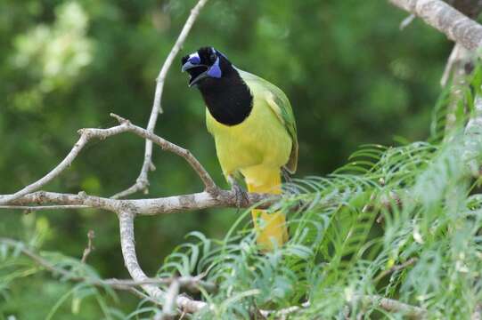 Image of Green Jay