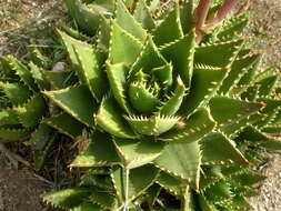 Image of Aloe × nobilis