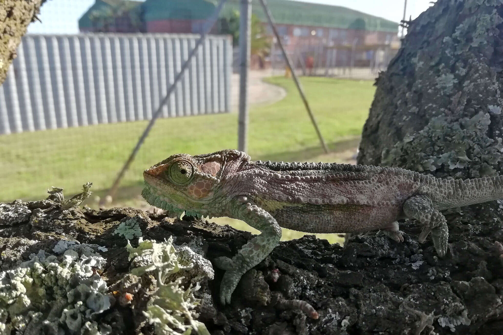 Image of Knysna dwarf chameleon