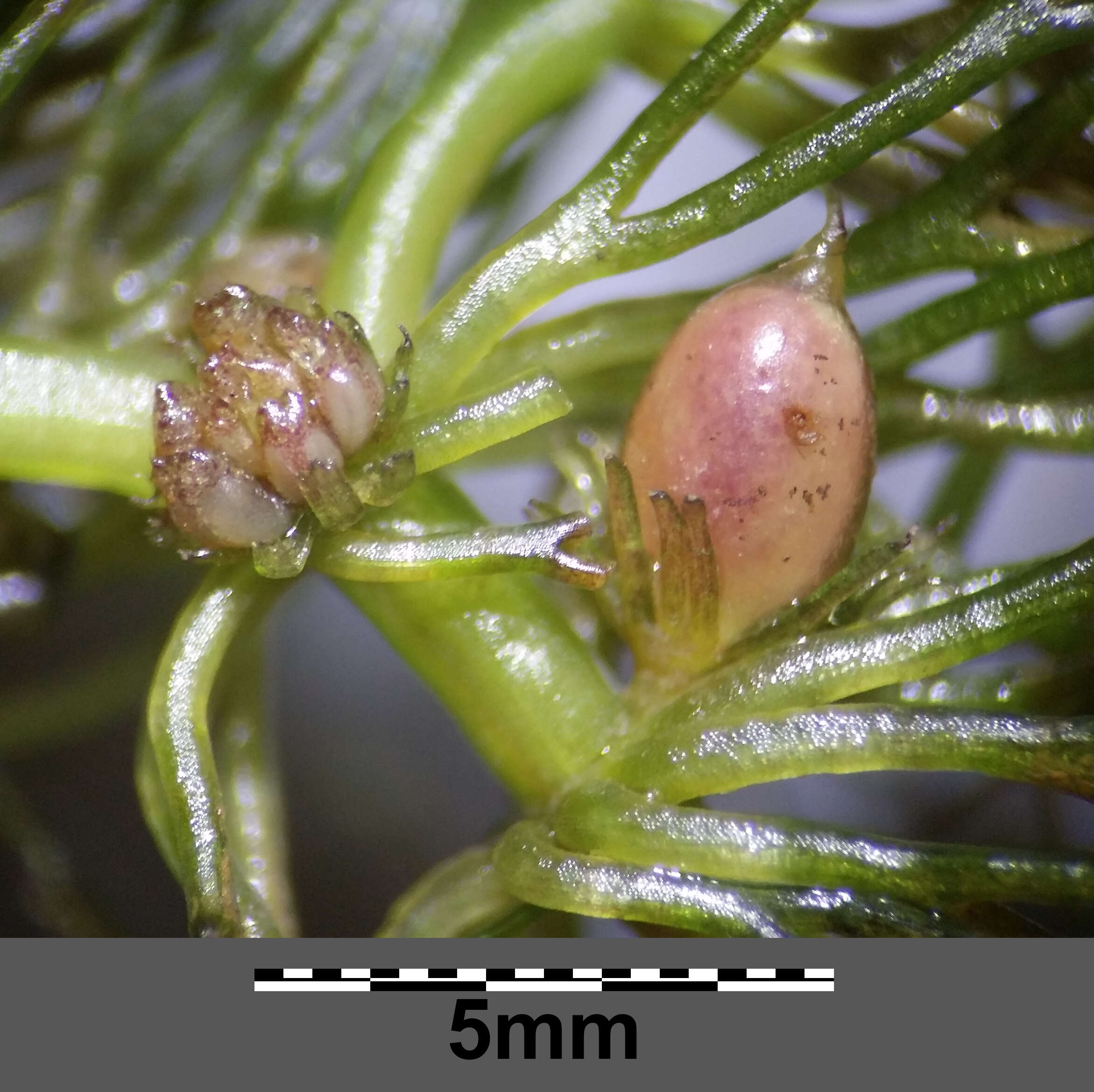 Image of Soft Hornwort