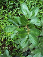 Image of Aglaia elaeagnoidea (A. Juss.) Benth.