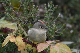 Image of Golden-crowned Kinglet