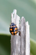 Image of <i>Coccinula quatuordecimpustulata</i>